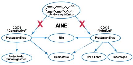 Principais Efeitos Adversos Diferentes ações das COX 1 e 2 Ciclo-oxigenases Inibição da