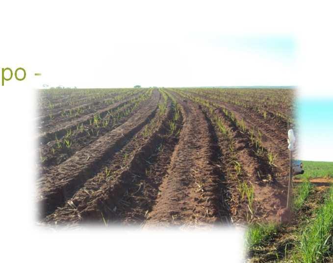 4-30-20/ha Adubação mineral 400 kg 4-30-20/ ha + Adubação Orgânica 2 Toneladas/ha Produção