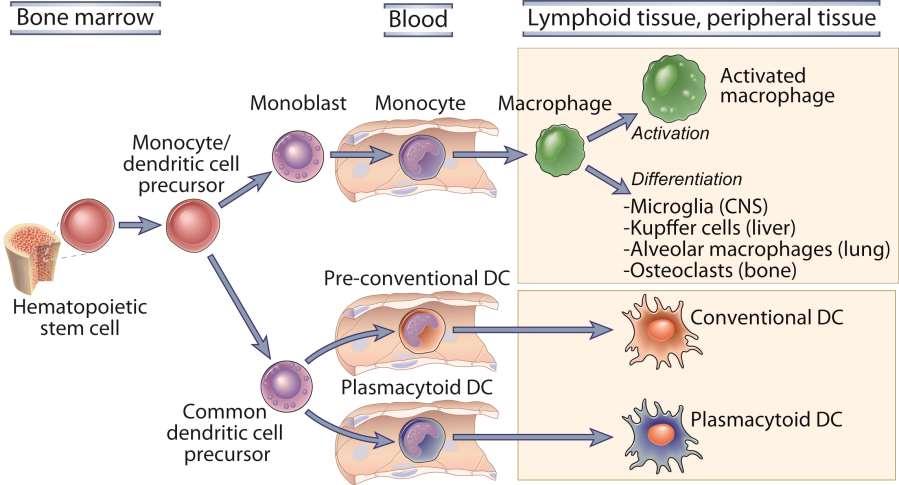Maturação de macrófagos e células dendríticas (DCs) Medula Óssea Sangue Tecido linfoide, tecidos periféricos Precursor de monócitos e DCs Célula tronco hematopoietica Precursor de comum de