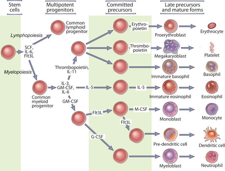Hematopoiese Fig. 2-9 A Abbas, Lichtman, and Pillai. Cellular and Molecular Immunology, 7 th edition.