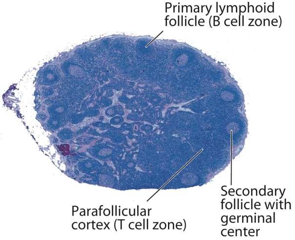 Morfologia dos linfonodos (2) Fig. 2-12 B Abbas, Lichtman, and Pillai.