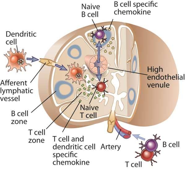Zonas de células B e T no linfonodo (1) Fig. 2-13 A Abbas, Lichtman, and Pillai.
