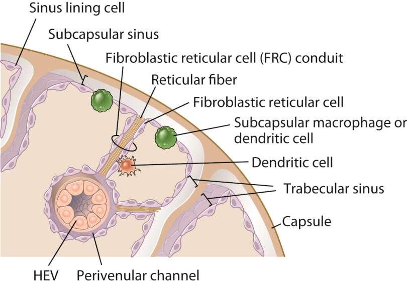 Microanatomia do cortex do linfonodo (1) Fig. 2-14 A Abbas, Lichtman, and Pillai.