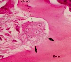 Kupffer fígado Osteoclasto osso Funções: