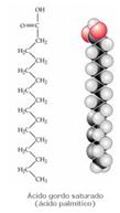 Lípidos de reserva Alguns lípidos de reserva possuem dois componentes fundamentais: ÁCIDOS GORDOS + GLICEROL Formados por uma cadeia linear de átomos de carbono, com um grupo terminal carboxilo