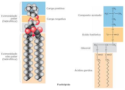Lípidos estruturais - Fosfolípido Destacam-se pela sua importância, pois são os constituintes mais importantes das membranas celulares.