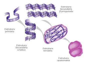 Proteínas As proteínas são macromoléculas constituídas por uma ou mais cadeias polipeptídicas e apresentam uma estrutura tridimensional