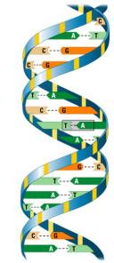 Ácidos nucleicos No DNA, as bases ligam-se entre si por complementaridade: À citosina de um nucleótido liga-se uma guanina do