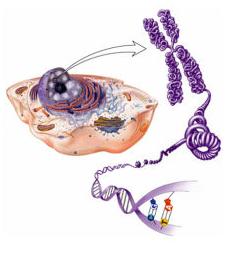 Importância dos ácidos nucleicos Quer nos organismos procariontes, quer nos eucariontes, o DNA é o suporte universal da informação genética, controlando a