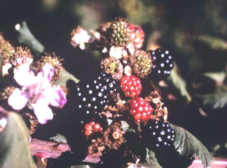 AMORA DE SILVA Rubus ssp.