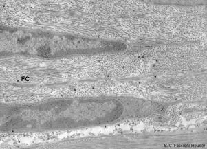 373x). Figura 3.2 - Fibroblastos. HE. Objetiva de 100x (1.373x). Os fibroblastos são as células mais comuns no tecido conjuntivo propriamente dito.