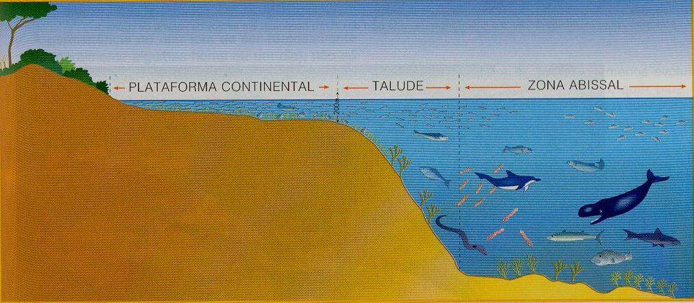 GRANDES CONCENTRAÇÕES DE RECURSOS PISCÍCOLAS: Plataforma continental - zona do fundo do mar adjacente aos continentes e que se considera, do ponto de vista