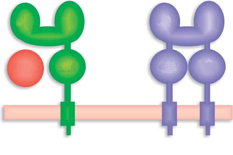 (A) Processamento de antígenos de classe II: o microorganismo ou as proteínas antigênicas são endocitados e degradados por enzimas lisossômicas.