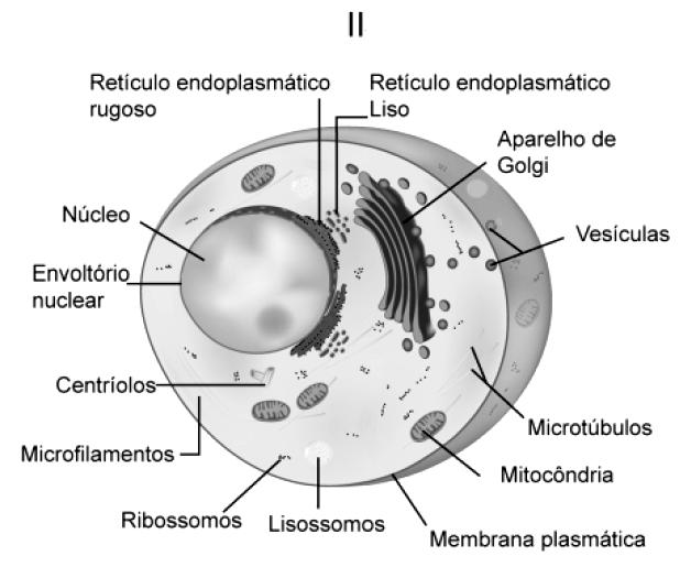 outra procariótica. Os traços indicam diferentes estruturas subcelulares.