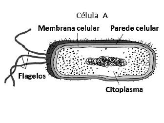 Exercícios Complementares 04. Células procariontes e eucariontes possuem tanto aspectos em comum quanto aspectos que as diferenciam.