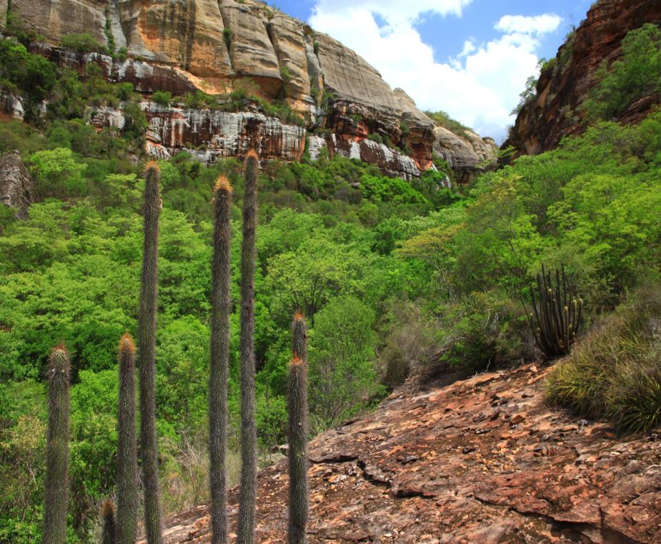 A caatinga é parte importante