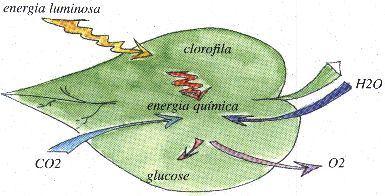 FOTOSSÍNTESE As plantas, algas e algumas bactérias são capazes de converter a energia luminosa em energia química que armazenam para futuro uso como compostos orgânicos.