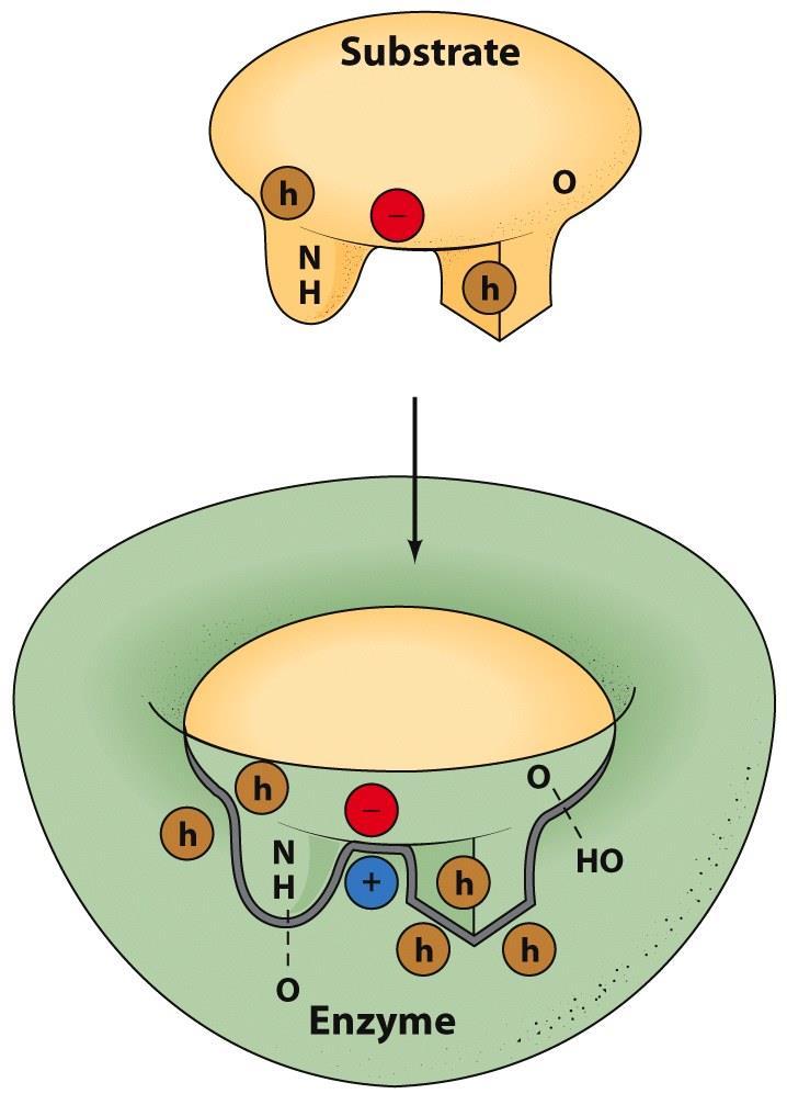 Enzimas: Sítio Ativo Pequena porção da enzima Interagem com substratos por ligações fracas Formam fendas e possuem arranjo definido O SÍTIO ATIVO é um micro-ambiente - Selecionar substratos