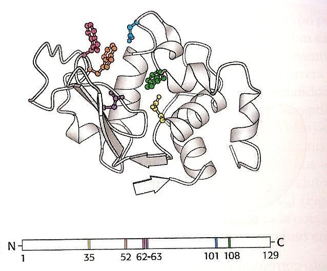 formam a estrutura 3D da enzima para POSICIONAR os Aminoácidos catalíticos no sítio ativo