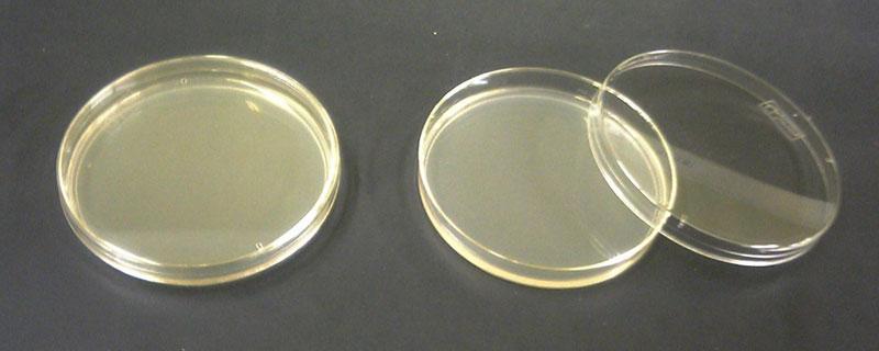 INTRODUÇÃO - AGAROSE Definição: Polissacarídeo obtido das membranas celulares de algumas espécies de algas