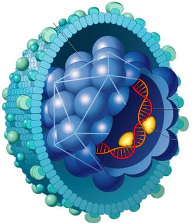 Capsídeo icosaédrico: HBcAg Envelope: HBsAg