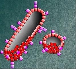 TIPOS DE PARTÍCULAS DO HBV Partícula completa Partículas incompletas L + M + S =