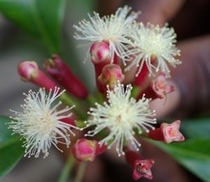 florais de cravo, fonte de óleo volátil.