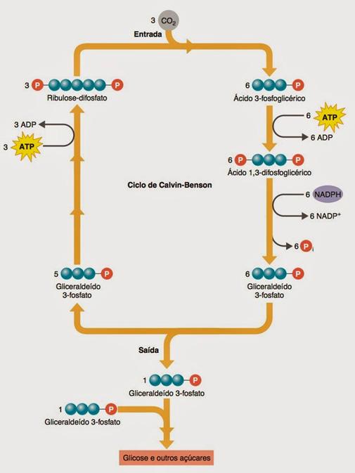 Fase escura ou Enzimática Nesta fase é utilizado os ATPs e NADP2H da fase clara juntamente com o CO2. Este CO2 será fixado em ribulose bifosfato no ciclo de Calvin-Benson.