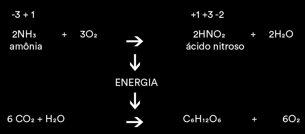 Cientistas americanos descobriram que o molusco conseguiu incorporar um gene das algas e, por isso, desenvolveu a capacidade de fazer fotossíntese.