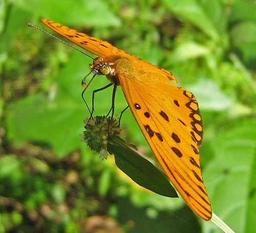 Outra lagarta desfolhadora, ou seja, que se alimenta das folhas, é a Agraulis vanillae vanillae que são borboletas alaranjadas