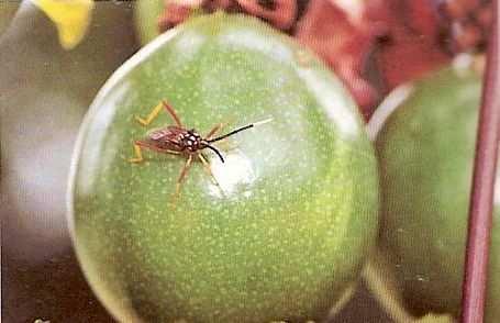 Os filhotes dos percevejos do maracujá e do fruto sugam seiva dos botões florais e frutos novos, enquanto os adultos desses dois percevejos atacam também