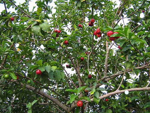 Amigos, agora nós vamos falar para vocês de algumas práticas que devem ser adotadas nos pomares de maracujazeiro para se evitar a mosca das frutas para manter a população desta praga abaixo do nível