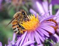 Amigos, nós devemos plantar plantas mais atrativas para as abelhas melíferas, assim