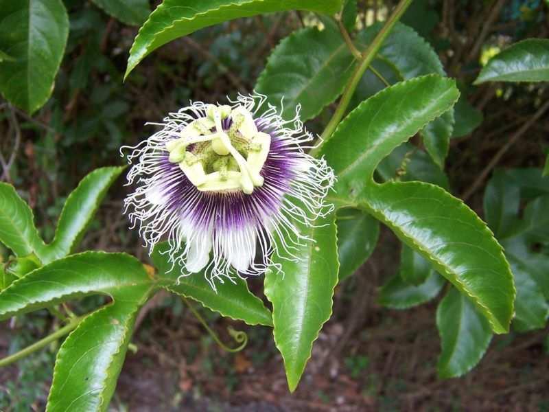 o maracujá-roxo, Flor