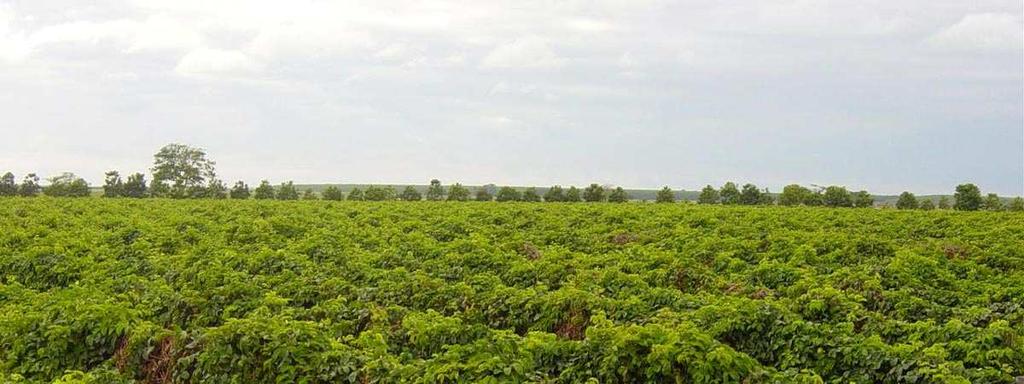 O maracujá-doce é destinado para o mercado de fruta fresca, devido a sua baixa acidez.