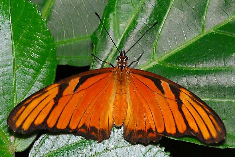 As duas primeiras pragas que nós vamos ver são as lagartas desfolhadoras, como o próprio nome diz, comem as folhas das plantas de maracujá.