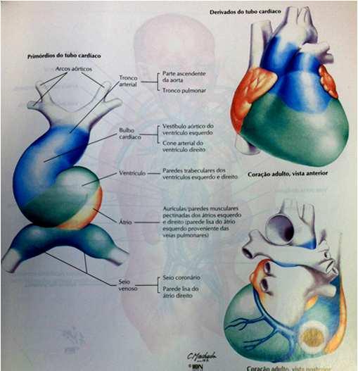 Tronco Arterial Bulbo Cardíaco Ventrículo Átrio O tubo cardíaco fundido Neste estágio, o ventrículo fica mais cefálico e o átrio mais caudal.