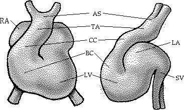 a)nada; b)hipertrofia cardíaca c)cardia bifida (defeito na fusão dos tubos) d)hipertrofia Ventricular
