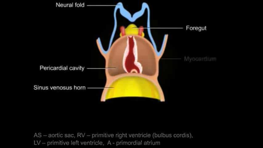 Bulbo cardíaco Seio Venoso Artéria pulmonar e Aorta Artéria pulmonar e Aorta Conexão com as veia cavas