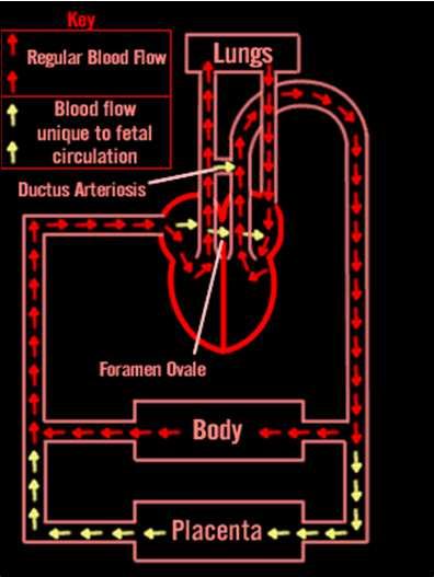 Recebe MENOS sangue 2. A PLACENTA Circulação NEONATO Circulação FETAL 1. Pulmão funcionando (provê oxigenação) 2.