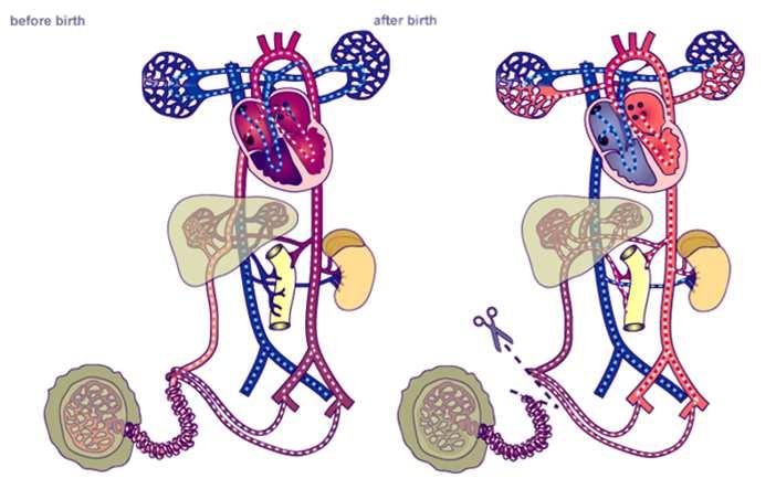 Fetal Isto ocorre devido à presença no feto da placenta e do pulmão colapsado Neonato http://www.embryology.ch/anglais/pcardio/umstellung02.