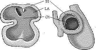 endocárdico Visão lateral Dir do coxim endocárdico