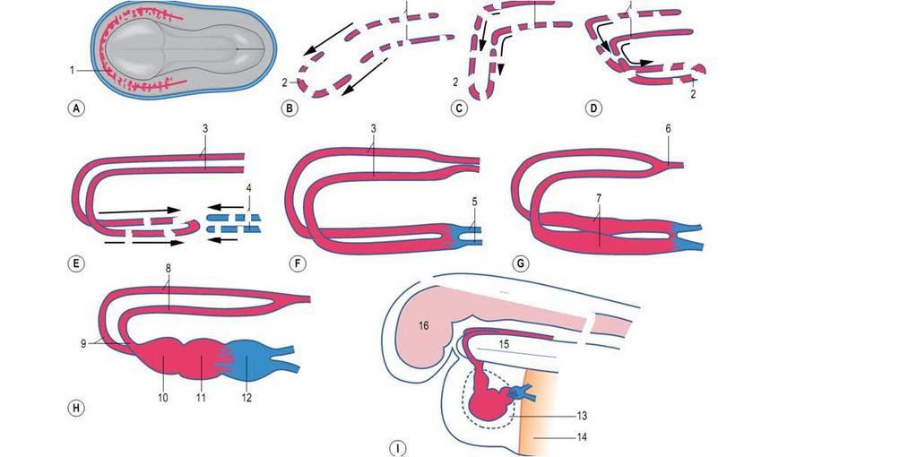 Região cefálica Região Caudal Hyttel, Sinowatz e Vejlsted Região cefálica Tronco Arterioso