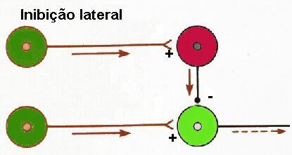 46 Circuito inibitório lateral No caso do arranjo de duas cadeias paralelas de neurônios excitatórios, uma poderá influenciar a outra através de um neurônio inibitório lateral.
