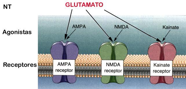 O neurônio pré-sinaptico liberar Glu e este liga-se a receptores NMDA, mas precisa de outro NT chamado Glicina para abrir o canal.