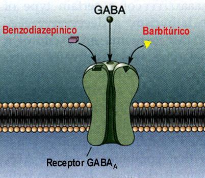 52 GLUTAMATO Receptores NMDA Receptores Ñ-NMDA Receptores Kainato Tipo ionotrópico (rápido) ionotrópico (lento) Metabotrópico Mecanismo de ação Abrem canais de Ca, Na e K Abrem canais de Na e K?