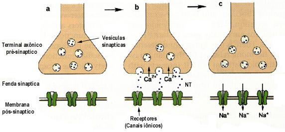 Os NT ligam-se a receptores da membrana pós-sinaptica (5) e causam mudanças de permeabilidade iônica.