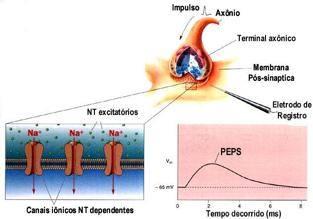 39 freqüência dos PA se mantiver alta por muito tempo, poderá ocorrer falta de vesículas e a neurotransmissâo poderá falhar até que o estoque de NT seja reposto.