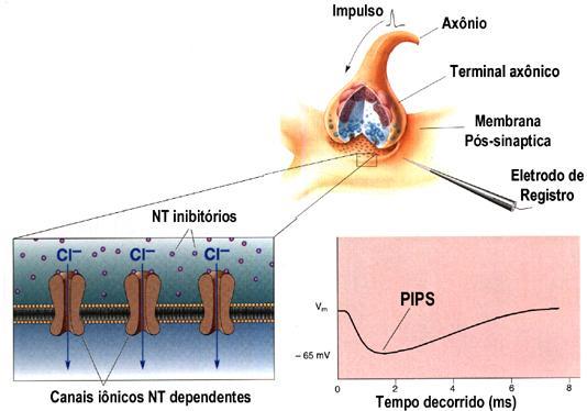 Como cada vesícula contém a mesma quantidade de NT, a resposta pós-sinaptica é quântica, ou seja, a amplitude do potencial pós-sinaptico será sempre o múltiplo da resposta causada por uma única