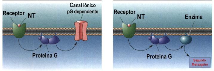 OS NT agem sobre dois tipos de receptores pós-sinápticos Receptores ionotrópicos: possuem sítios de recepção para os NT localizados em um canal iônico com comporta.